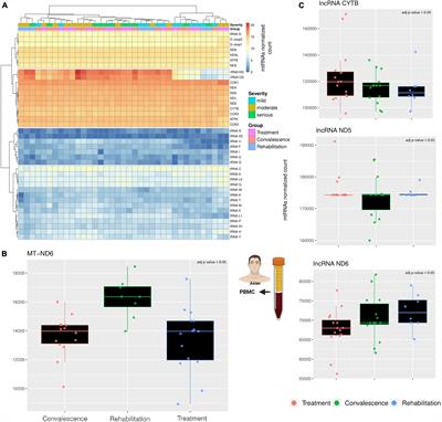 COVID-19 and Mitochondrial Non-Coding RNAs: New Insights From Published Data